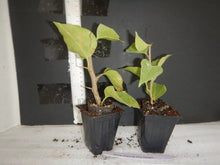 Load image into Gallery viewer, Jamaican Red Live Well Rooted Bougainvillea STARTER plant