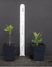 Load image into Gallery viewer, GOLDEN LIGHTS~Deciduous Azalea Rhododendron~Small Single Stem STARTER Plant