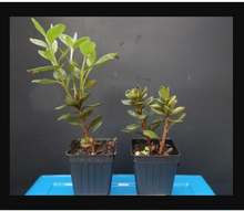 Load image into Gallery viewer, JOHGA~Deciduous Azalea Rhododendron~Rooted STARTER Plant