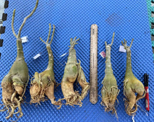 Load image into Gallery viewer, BLACK SWAN-- Large Grafted Adenium Obesum Desert Rose Plant