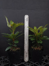 Load image into Gallery viewer, Cherry Cheesecake--Rhododendron~Rooted STARTER Plant