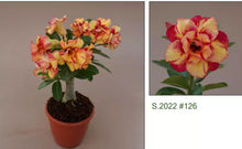 Load image into Gallery viewer, 126 Adenium Obesum Grafted Plant Desert Rose Plant *USA Seller*