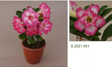 Load image into Gallery viewer, 21 Adenium Obesum Grafted Plant Desert Rose Plant *USA Seller*
