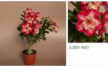 Load image into Gallery viewer, 321 Adenium Obesum Grafted Plant Desert Rose Plant *USA Seller*