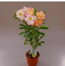 Load image into Gallery viewer, 36 Adenium Obesum Grafted Plant Desert Rose Plant *USA Seller*