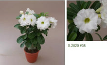 Load image into Gallery viewer, 38 Adenium Obesum Grafted Plant Desert Rose Plant *USA Seller*