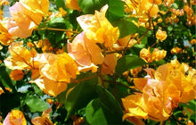Load image into Gallery viewer, 4” Pot of CALIFORNIA GOLD Live Well Rooted Bougainvillea STARTER plant