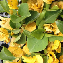 Load image into Gallery viewer, 4” Pot of CALIFORNIA GOLD Live Well Rooted Bougainvillea STARTER plant