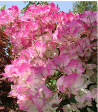 Load image into Gallery viewer, 4” Pot of Cherry Blossom Rooted Live Well Rooted Bougainvillea STARTER plant