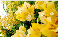 Load image into Gallery viewer, 4” Pot of GOLD Live Well Rooted Bougainvillea STARTER plant