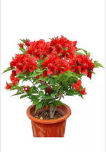 Load image into Gallery viewer, 4” Pot of JAMAICAN RED Live Well Rooted Bougainvillea STARTER plant