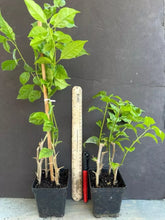 Load image into Gallery viewer, 4” Pot of Cherry Blossom Rooted Live Well Rooted Bougainvillea STARTER plant