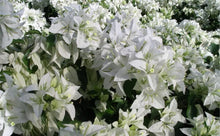Load image into Gallery viewer, 4” Pot of MAUNA KEA Live Well Rooted Bougainvillea STARTER plant
