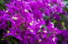 Load image into Gallery viewer, 4” Pot of PURPLE MAJESTY Live Well Rooted Bougainvillea STARTER plant