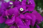 Load image into Gallery viewer, 4” Pot of PURPLE MAJESTY Live Well Rooted Bougainvillea STARTER plant