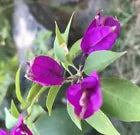 Load image into Gallery viewer, 4” Pot of PURPLE MAJESTY Live Well Rooted Bougainvillea STARTER plant