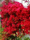 Load image into Gallery viewer, 4” Pot of SAN DIEGO RED Live Well Rooted Bougainvillea STARTER plant