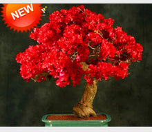 Load image into Gallery viewer, 4” Pot of SPECTABILIS RED Live Well Rooted Bougainvillea STARTER plant