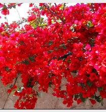 Load image into Gallery viewer, 4” Pot of SPECTABILIS RED Live Well Rooted Bougainvillea STARTER plant