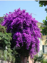 Load image into Gallery viewer, 4” Pot of VIOLET Live Well Rooted Bougainvillea STARTER plant