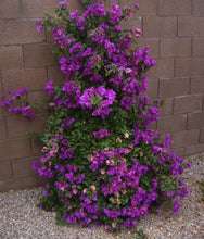 Load image into Gallery viewer, 4” Pot of VIOLET Live Well Rooted Bougainvillea STARTER plant
