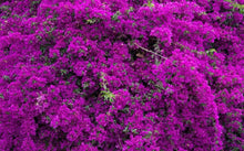 Load image into Gallery viewer, 4” Pot of VIOLET Live Well Rooted Bougainvillea STARTER plant