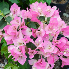 Load image into Gallery viewer, IMPERIAL THAI DELIGHT Live Well Rooted Bougainvillea STARTER plant