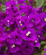 Load image into Gallery viewer, 4” Pot of PURPLE MAJESTY Live Well Rooted Bougainvillea STARTER plant