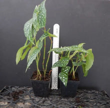 Load image into Gallery viewer, 4"Pot of "MY SPECIAL ANGEL"-Angel Wing Begonia Rooted Starter Plant