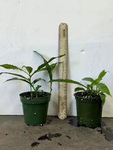 Load image into Gallery viewer, Medium 4" Pot of Clerodendrum Wallichii**Bridal Veil Plant**Rare**Stunning White Blooms!