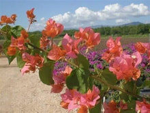 Load image into Gallery viewer, AFTERGLOW Live Well Rooted Bougainvillea STARTER plant