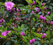 Load image into Gallery viewer, AMELIA ROSE Azalea Rhododendron Deciduous SMALL ROOTED Starter Plant