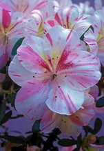 Load image into Gallery viewer, AMY Azalea Rhododendron Deciduous Starter Plant~~WHITE WITH PINK STRIPES!!!