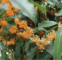 Load image into Gallery viewer, APRICOT ECHO Fragrant Tea Sweet Olive Osmanthus fragrans~~Rooted Starter Plant