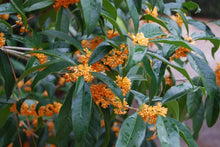 Load image into Gallery viewer, APRICOT ECHO Fragrant Tea Sweet Olive Osmanthus fragrans~~Rooted Starter Plant
