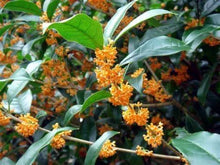 Load image into Gallery viewer, APRICOT ECHO Fragrant Tea Sweet Olive Osmanthus fragrans~~Rooted Starter Plant