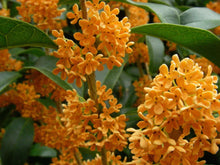 Load image into Gallery viewer, APRICOT ECHO Fragrant Tea Sweet Olive Osmanthus fragrans~~Rooted Starter Plant