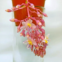 Load image into Gallery viewer, Florinilla "AROSA" Medinilla Plant~Live Well Rooted STARTER Plant~ VERY RARE