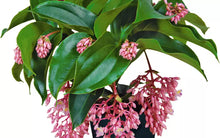 Load image into Gallery viewer, Florinilla "AROSA" Medinilla Plant~Live Well Rooted STARTER Plant~ VERY RARE