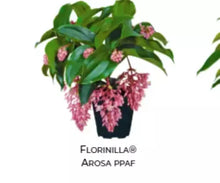 Load image into Gallery viewer, Florinilla "AROSA" Medinilla Plant~Live Well Rooted STARTER Plant~ VERY RARE