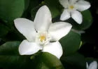 Load image into Gallery viewer, Asian Snow Jasmine~Wrightia antidysenter~Small Rooted STARTER Plant~Fragrant