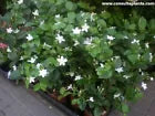 Load image into Gallery viewer, Asian Snow Jasmine~Wrightia antidysenter~Small Rooted STARTER Plant~Fragrant
