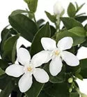 Load image into Gallery viewer, Asian Snow Jasmine~Wrightia antidysenter~Small Rooted STARTER Plant~Fragrant