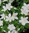 Load image into Gallery viewer, Asian Snow Jasmine~Wrightia antidysenter~Small Rooted STARTER Plant~Fragrant