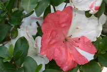 Load image into Gallery viewer, ASTRONAUT Azalea/Rhododendron Deciduous Starter Plant BI-COLOR STRIPED BLOOMS