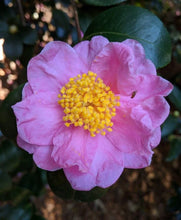 Load image into Gallery viewer, AUTUMN PINK ICICLE**Camellia Japonica-Live Well Rooted Starter Plant-Lovely Pink with Bright Gold Stamens!