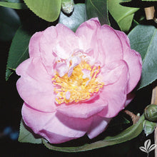 Load image into Gallery viewer, AUTUMN PINK ICICLE**Camellia Japonica-Live Well Rooted Starter Plant-Lovely Pink with Bright Gold Stamens!