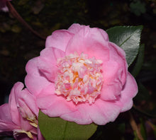 Load image into Gallery viewer, AUTUMN PINK ICICLE**Camellia Japonica-Live Well Rooted Starter Plant-Lovely Pink with Bright Gold Stamens!