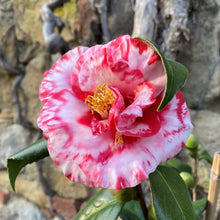 Load image into Gallery viewer, Adolphe Audusson~~Unique Bloom Camellia Japonica-Live Starter Plant