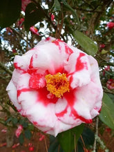 Load image into Gallery viewer, Adolphe Audusson~~Unique Bloom Camellia Japonica-Live Starter Plant